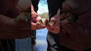 Yabbies are on🦞🦞🦞fishing outdoors life youtubeshorts [upl. by Irita703]