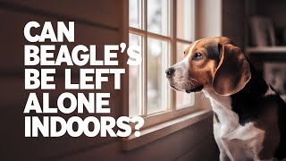 Understanding Your Beagle Tips For Training And Separation Anxiety [upl. by Decato]