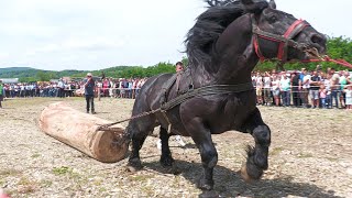 Cai de tracțiune proba de simplu Marginea  Bucovina 23 Iunie 2024 [upl. by Anelys]