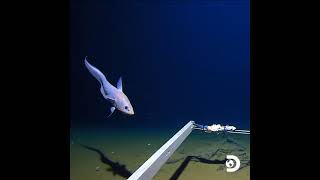 Footage from the Mariana Trench 10792 meters 36000 feet below the ocean surface [upl. by Liss]