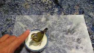 Green Singing Finches with Handels Water Music [upl. by Waldemar]