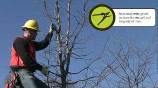 How to Prune Training Your Tree [upl. by Ayor]