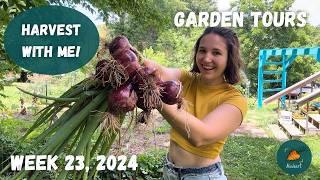 Massive harvest coming despite my poisoned soil  Garden Tour WEEK 23 2024 [upl. by Yelyah]