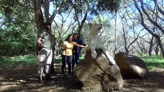 Casela Nature park 🦤 Walk with lions🦁 शेर के साथ मॉरीशस में मै ओर मेरा दोस्त घूमते हुए  🇲🇺 [upl. by Beller]