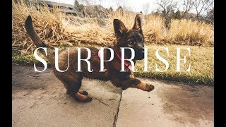 SURPRISING MY PARENTS WITH A GERMAN SHEPHERD PUPPY FROM CRAIGSLIST [upl. by Dietrich484]