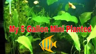 5 Gallon Mini Planted Aquarium Tank [upl. by Uolyram938]