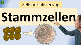 Stammzellen  das Wichtigste im Überblick zu totipotenten pluripotenten und multipotenten Stzellen [upl. by Nyvek]