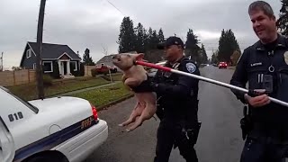 WATCH  Officers chase noncompliant pig through Washington neighbourhood [upl. by Scribner]