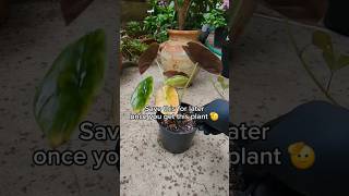 Repotting Alocasia Cuprea quotRed Secretquot PART 2 🌱🍁 plantlover indoorplant pretty nature [upl. by Arissa]