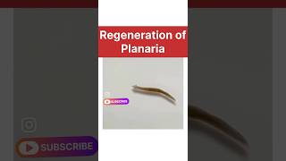 regeneration of planaria real life  how do organisms reproduce class 10 biology learn class10 [upl. by Doris]