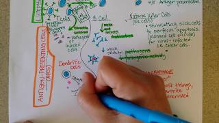 White Blood Cells  Granulocytes amp Lymphocytes  Part 2 [upl. by Nettle]