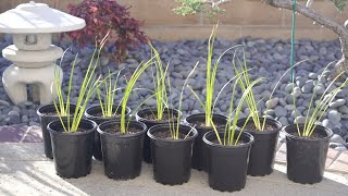 Acorus Gramineus Japanese Sweet Flag Ornamental Grass for Asian Zen Gardens March 2021 4K ASMR [upl. by Nisior]