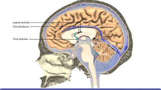 Detailed Animation on Circulation of CSF [upl. by Ike]