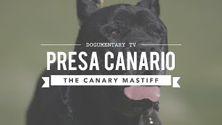 PRESA CANARIO MANS BEST FRIEND [upl. by Acinad]