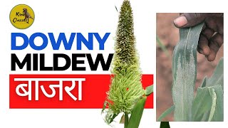 Downy Mildew of Bajra  Green Ear Disease of Bajra [upl. by Wasson]