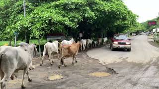 The Potrero Cow Stroll  Guanacaste Costa Rica [upl. by Mossman]