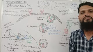 Diphtheria Toxin Mechanism [upl. by Cathryn]