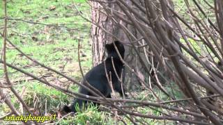 Cat Chases Squirrel Lucky Lucky Squirrel [upl. by Seerdi8]