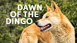 Dingoes The Fierce Underdogs Of The Australian Wild [upl. by Flemings]