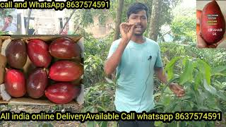 How toRedBrazilianmango plant Maya mango plant myzamzam nurseryAll India online DeliveryAvailable [upl. by Yelreveb]