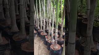 Palm tree nursery in Gajraula up Botle palm priceFoxtail Palm treeGajraula nursery9760955649 [upl. by Engud219]