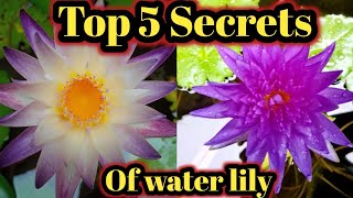 Top 5 Secrets of water lily  Water lily plant at home waterlily [upl. by Marcy249]