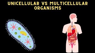 DIFFERENCE BETWEEN UNICELLULAR AND MULTICELLULAR ORGANISM science [upl. by Ennasus]