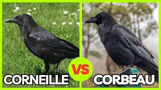 Différencier entre le corbeau et la corneille  Les clés pour les reconnaître facilement  🐦👀 [upl. by Nivlad]