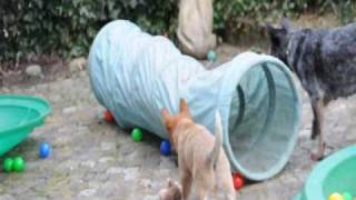 australian cattle dog 8 week old puppies playing [upl. by Reilamag]