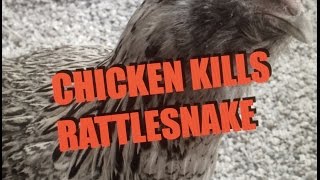 CHICKEN KILLS RATTLESNAKE [upl. by Lunna]