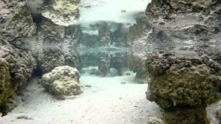 Hamelin Pool Stromatolites  short film of the living fossils living in Shark Bay W Australia [upl. by Dlareg]