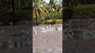 Migratory birds shortvideo short subscribe Elmer Apostol Tv [upl. by Rollin]