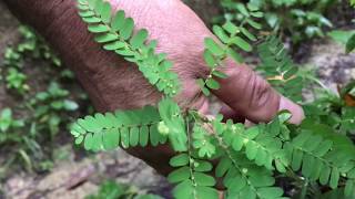 Ervas Medicinais Conheça e saiba como usar as plantas medicinais [upl. by Eignav783]