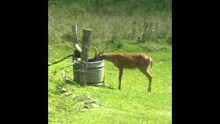 Deer drinking out of water trough [upl. by Arbe]