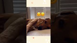 cat dog dogs cut cute love lovecats lovedogs funny virla viralvideo foryou foryoupage [upl. by Winchell748]