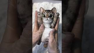 cats sticky toy cast in foam shortsvideo [upl. by Leirum]