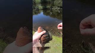 Huge Cichlid In Miami Pond fishing miamifishing miami tropical tropicalfish freshwater [upl. by Stormie89]