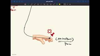 Neurophysiology pain p2 [upl. by Hodges]