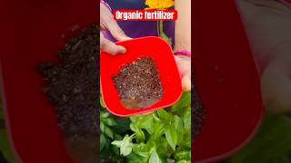 Tea powder fertilizer gardeningtelugushorts teluguvlogs ytshorts [upl. by Hooker]