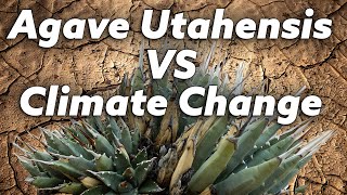 What Effect Will Climate Change Have on Agave Utahensis [upl. by Ashely792]