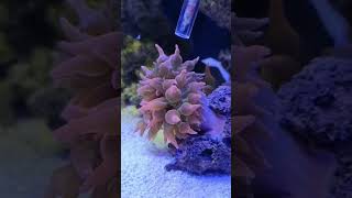 Beautiful Bubble Tip Anemone Eating Mysis Shrimp [upl. by Dyanna154]