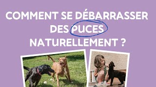 Comment se Débarrasser des Puces Naturellement [upl. by Eibreh]