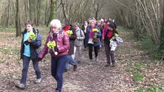 Cueillette de jonquilles en forêt de sainte Gemme 2 Mars 2017 [upl. by Karlis]