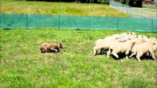 Australian merle kelpie herding sheep in melbourne [upl. by Enimzzaj679]