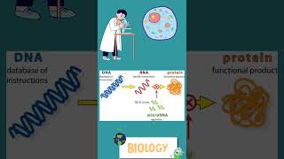 Nobel Prize in Physiology or Medicine 2024 NobelPrize2024 microRNA MedicalResearch [upl. by Eimmac]