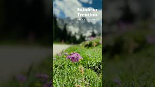 La tua vacanza in estate in Trentino Dolomiti  offerte Hotel Spa Benessere nella Natura [upl. by Anne177]