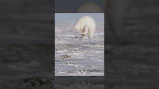 The arctic fox homing missile system [upl. by Lancey711]