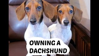 OWNING A DACHSHUND [upl. by Eylrac]