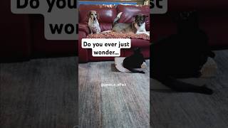 Sorry to interrupt shorts funny pets dog cat cute humor jokes funnyanimals fyp relaxing [upl. by Kellsie]