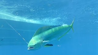 How to rig a bait Ballyhoo The Easiest Way   Como iscar Farnangaio  Equipe Beluga [upl. by Eniger]